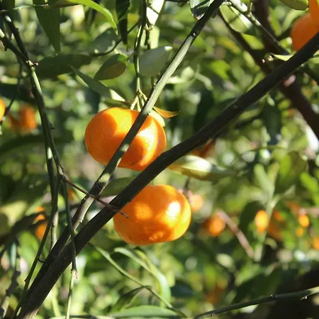 Villa La Chiantata - Abbasciu