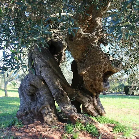 La Chiantata - Abbasciu Villa San Vito dei Normanni