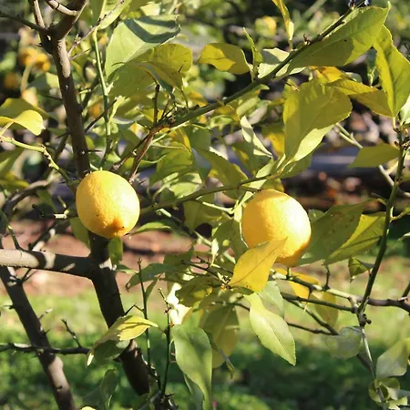 La Chiantata - Abbasciu Villa San Vito dei Normanni