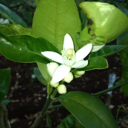 La Chiantata - Abbasciu Villa
