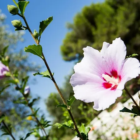 La Chiantata - Abbasciu Villa
