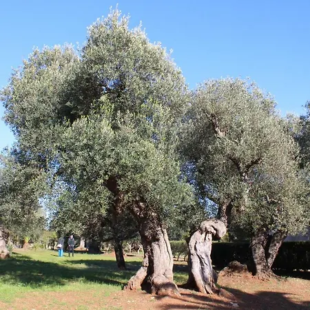 La Chiantata - Abbasciu San Vito dei Normanni