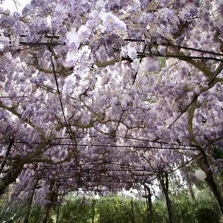 Villa La Chiantata - Abbasciu San Vito dei Normanni