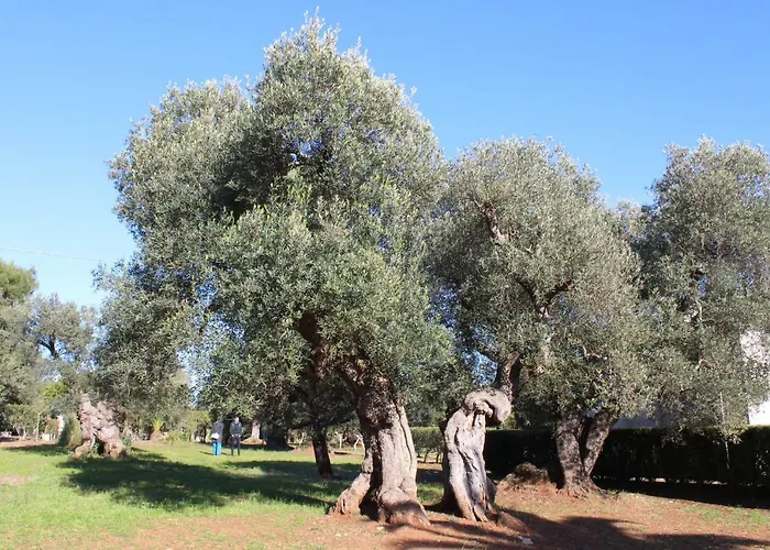 La Chiantata - Abbasciu San Vito dei Normanni